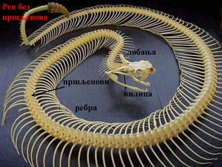Скелетни систем:
1. Лобања- код змија и гуштера вилица покретно зглобљена са
лобањом
2. Змије могу имати и до 200 пршљенова што им омогућава брзо
кретање.
3. Пршљенови и ребра код корњача срасли са оклопом
лобања
пршљенови
ребра
вилица
Реп без
пршљенова
 