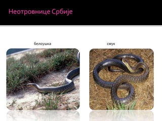 Неотровнице Србије
белоушка смук
 
