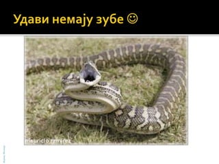 БојанаМолнар
 