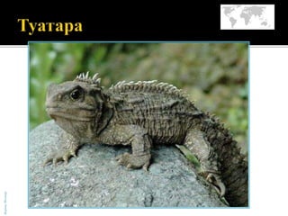 БојанаМолнар
 