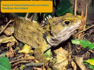 Tuatаra ili Hateria(Sphenodon punctatus)
Naseljava Novi Zeland
 
