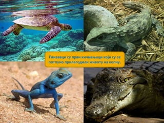 Гмизавци су први кичмењаци који су се
потпуно прилагодили животу на копну.
 