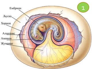 Ембрион
Хорион
Алантоис
Амнион
Жуманце
Љуска
1
 