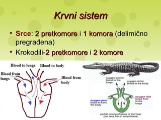 Krvni sistemKrvni sistem
Srce: 22 pretkomorepretkomore i 11 komorakomora (delimično
pregrađena)
Krokodili-22 pretkomorepretkomore i 22 komorekomore
 