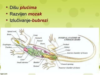 DišuDišu plućima
RazvijenRazvijen mozak
IzlučivanjeIzlučivanje-bubrezi
 