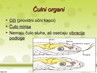 Čulni organiČulni organi
OčiOči (providni očni kapci)
Čulo mirisaČulo mirisa
Nemaju čulo sluha, ali osećaju vibracije
podloge
 
