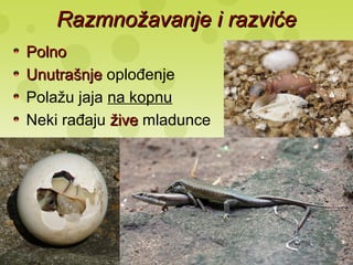 Razmnožavanje i razvićeRazmnožavanje i razviće
PolnoPolno
UnutrašnjeUnutrašnje oplođenje
Polažu jaja na kopnu
Neki rađaju živežive mladunce
 