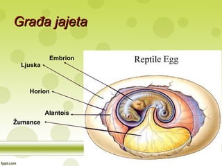 Građa jajetaGrađa jajeta
Žumance
Alantois
Horion
Ljuska
Embrion
 