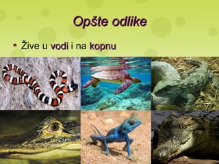 Opšte odlikeOpšte odlike
Žive u vodivodi i na kopnukopnu
 
