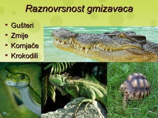 Raznovrsnost gmizavacaRaznovrsnost gmizavaca
GušteriGušteri
ZmijeZmije
KornjačeKornjače
KrokodiliKrokodili
 