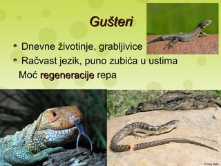 GušteriGušteri
Dnevne životinje, grabljivice
Račvast jezik, puno zubića u ustima
Moć regeneracijeregeneracije repa
 