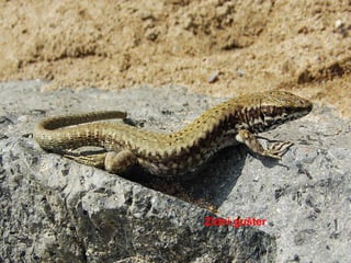 Zidni gušter
 
