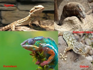Kameleon Gekon
Agama
Komodo varan
 