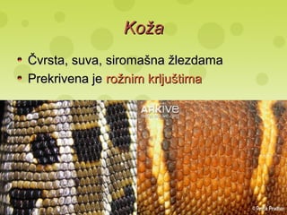 KožaKoža
Čvrsta, suva, siromašna žlezdamaČvrsta, suva, siromašna žlezdama
Prekrivena jePrekrivena je rožnim krljuštimarožnim krljuštima
 