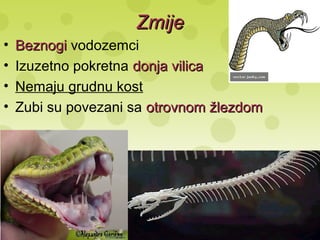 ZmijeZmije
• BeznogiBeznogi vodozemci
• Izuzetno pokretna donja vilicadonja vilica
• Nemaju grudnu kost
• Zubi su povezani sa otrovnom žlezdomotrovnom žlezdom
 