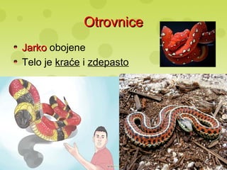 OtrovniceOtrovnice
JarkoJarko obojene
Telo je kraće i zdepasto
 