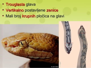 TrouglastaTrouglasta glava
VertikalnoVertikalno postavljene zenicezenice
Mali broj krupnihkrupnih pločica na glavi
 