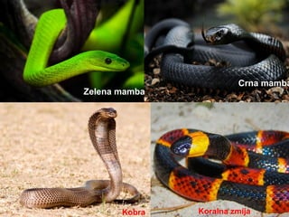 Zelena mamba
Crna mamba
Kobra Koralna zmija
 
