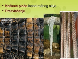 Koštane pločeKoštane ploče-ispod rožnog sloja
PresvlačenjePresvlačenje
 