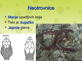 NeotrovniceNeotrovnice
ManjeManje upadljivih boja
Telo je dugačkodugačko
JajastaJajasta glava
 