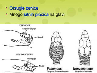 Okrugle zeniceOkrugle zenice
Mnogo sitnih pločicasitnih pločica na glavi
 