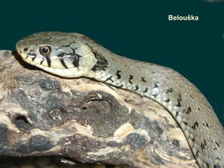 Belouška
 