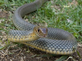 Smuk
 