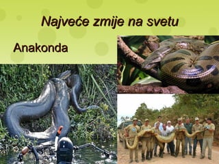 Najveće zmije na svetuNajveće zmije na svetu
AnakondaAnakonda
 
