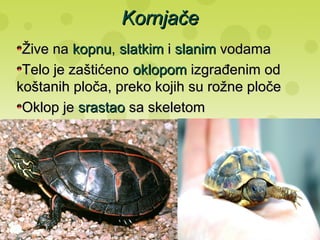 KornjačeKornjače
Žive naŽive na kopnukopnu, slatkimslatkim ii slanimslanim vodamavodama
Telo je zaštićenoTelo je zaštićeno oklopomoklopom izgrađenim odizgrađenim od
koštanih ploča, preko kojih su rožne pločekoštanih ploča, preko kojih su rožne ploče
Oklop jeOklop je srastaosrastao sa skeletomsa skeletom
 