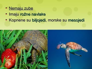 Nemaju zubeNemaju zube
ImajuImaju rožne navlakerožne navlake
Kopnene suKopnene su biljojedibiljojedi, morske su, morske su mesojedimesojedi
 