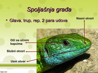 Spoljašnja građaSpoljašnja građa
GlavaGlava, truptrup, reprep, 2 para udova2 para udova
Oči sa očnim
kapcima
Nosni otvori
Slušni otvori
Usni otvor
 