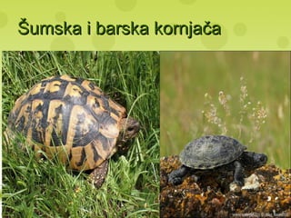 Šumska i barska kornjačaŠumska i barska kornjača
 