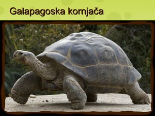 Galapagoska kornjačaGalapagoska kornjača
 