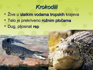 KrokodiliKrokodili
Žive uŽive u slatkim vodama tropskihslatkim vodama tropskih krajevakrajeva
Telo je prekrivenoTelo je prekriveno rožnim pločamarožnim pločama
Dug, pljosnatDug, pljosnat reprep
 