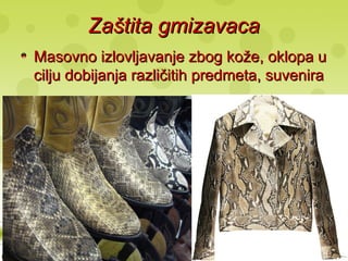 Zaštita gmizavacaZaštita gmizavaca
Masovno izlovljavanje zbog kože, oklopa uMasovno izlovljavanje zbog kože, oklopa u
cilju dobijanja različitih predmeta, suveniracilju dobijanja različitih predmeta, suvenira
 