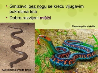 GmizavciGmizavci bez nogubez nogu se kreću vijugavimse kreću vijugavim
pokretima telapokretima tela
Dobro razvijeniDobro razvijeni mišićimišići
Australijska smeđa zmija
Thamnophis sirtalis
 