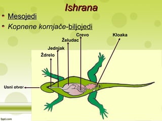 IshranaIshrana
MesojediMesojedi
Kopnene kornjače-biljojedi
Usni otvor
Ždrelo
Jednjak
Želudac
Crevo Kloaka
 