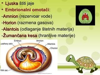 LjuskaLjuska štiti jaje
Embrionalni omotači:
-AmnionAmnion (rezervoar vode)
-HorionHorion (razmena gasova)
-AlantoisAlantois (odlaganje štetnih materija)
-Žumančana kesaŽumančana kesa (hranljive materije)
 