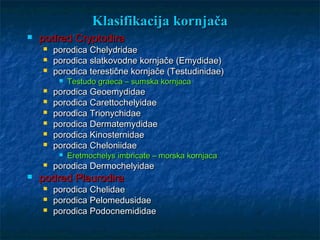 Klasifikacija kornjačaKlasifikacija kornjača
 podred Cryptodirapodred Cryptodira
 porodica Chelydridaeporodica Chelydridae
 porodica slatkovodne kornjače (Emydidae)porodica slatkovodne kornjače (Emydidae)
 porodica terestične kornjače (Testudinidae)porodica terestične kornjače (Testudinidae)
 Testudo graeca – sumska kornjacaTestudo graeca – sumska kornjaca
 porodica Geoemydidaeporodica Geoemydidae
 porodica Carettochelyidaeporodica Carettochelyidae
 porodica Trionychidaeporodica Trionychidae
 porodica Dermatemydidaeporodica Dermatemydidae
 porodica Kinosternidaeporodica Kinosternidae
 porodica Cheloniidaeporodica Cheloniidae
 Eretmochelys imbricate – morska kornjacaEretmochelys imbricate – morska kornjaca
 porodica Dermochelyidaeporodica Dermochelyidae
 podred Pleurodirapodred Pleurodira
 porodica Chelidaeporodica Chelidae
 porodica Pelomedusidaeporodica Pelomedusidae
 porodica Podocnemididaeporodica Podocnemididae
 