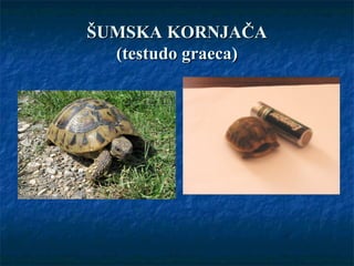 ŠUMSKA KORNJAČAŠUMSKA KORNJAČA
(testudo graeca)(testudo graeca)
 