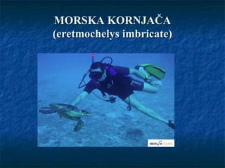MORSKA KORNJAČAMORSKA KORNJAČA
(eretmochelys imbricate)(eretmochelys imbricate)
 