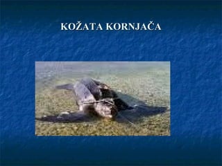 KOŽATA KORNJAČAKOŽATA KORNJAČA
 