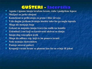GUŠTERI -GUŠTERI - lacertilialacertilia
 Agame i iguane imaju izražene kreste, ćube i podgrlene lepezeAgame i iguane imaju izražene kreste, ćube i podgrlene lepeze
 Mužjaci su jarko obojeniMužjaci su jarko obojeni
 Kameleoni se prihvataju za grane i lišće drvećaKameleoni se prihvataju za grane i lišće drveća
 Vrlo dugim jezikom hvataju insekte tako što ga naglo ispružeVrlo dugim jezikom hvataju insekte tako što ga naglo ispruže
 Mogu da menjaju bojuMogu da menjaju boju
 Gekoni na nogama imaju tvorevine nalik na kandžeGekoni na nogama imaju tvorevine nalik na kandže
 Zelembaći i oni koji su karnivorni aktivni su danjuZelembaći i oni koji su karnivorni aktivni su danju
 Imaju dug rascepljen jezikImaju dug rascepljen jezik
 Mogu da odbace rep, koji će im ponovo izrastiMogu da odbace rep, koji će im ponovo izrasti
 Neki nemaju ekstremiteteNeki nemaju ekstremitete
 Postoje otrovni gušteriPostoje otrovni gušteri
 Krupniji varani hrane se plenom kao što su svinje ili jeleniKrupniji varani hrane se plenom kao što su svinje ili jeleni
 