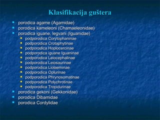 Klasifikacija gušteraKlasifikacija guštera
 porodica agame (Agamidae)porodica agame (Agamidae)
 porodica kameleoni (Chamaeleonidae)porodica kameleoni (Chamaeleonidae)
 porodica iguane, legvani (Iguanidae)porodica iguane, legvani (Iguanidae)
 podporodica Corytophaninaepodporodica Corytophaninae
 podporodica Crotaphytinaepodporodica Crotaphytinae
 podporodica Hoplocercinaepodporodica Hoplocercinae
 podporodica iguane Iguaninaepodporodica iguane Iguaninae
 podporodica Leiocephalinaepodporodica Leiocephalinae
 podporodica Leiosaurinaepodporodica Leiosaurinae
 podporodica Liolaeminaepodporodica Liolaeminae
 podporodica Oplurinaepodporodica Oplurinae
 podporodica Phrynosomatinaepodporodica Phrynosomatinae
 podporodica Polychrotinaepodporodica Polychrotinae
 podporodica Tropidurinaepodporodica Tropidurinae
 porodica gekoni (Gekkonidae)porodica gekoni (Gekkonidae)
 porodica Dibamidaeporodica Dibamidae
 porodica Cordylidaeporodica Cordylidae
 