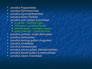  porodica Pygopodidaeporodica Pygopodidae
 porodica Gerrhosauridaeporodica Gerrhosauridae
 porodica Gymnophthalmidaeporodica Gymnophthalmidae
 porodica teiide (Teiidae)porodica teiide (Teiidae)
 porodica pravi gušteri (Lacertidae)porodica pravi gušteri (Lacertidae)
 sivi guster - Lacertidiasivi guster - Lacertidia AgilisAgilis
 zidni gusterzidni guster -- Lacertidia MuralisLacertidia Muralis
 planinski gusterplaninski guster -- Lacertidia ViviparaLacertidia Vivipara
 guster zelembacguster zelembac -- Lacertidia ViridisLacertidia Viridis
 porodica scinkusi, rovaši (Scincidae)porodica scinkusi, rovaši (Scincidae)
 porodica Xantusiidaeporodica Xantusiidae
 porodica beznogi gušteri (Anguidae)porodica beznogi gušteri (Anguidae)
 porodica Anniellidaeporodica Anniellidae
 porodica Xenosauridaeporodica Xenosauridae
 porodica otrovni gušteri (Helodermatidae)porodica otrovni gušteri (Helodermatidae)
 porodica bezuhi gušteri (Lanthanotidae)porodica bezuhi gušteri (Lanthanotidae)
 porodica varani (Varanidae)porodica varani (Varanidae)
 