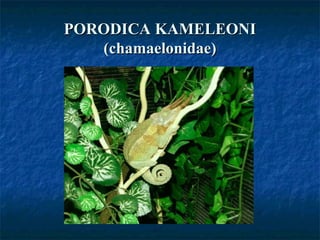PORODICA KAMELEONIPORODICA KAMELEONI
(chamaelonidae)(chamaelonidae)
 