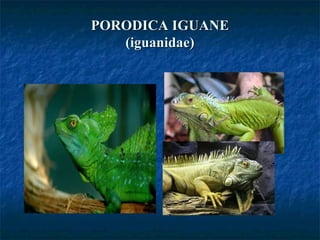 PORODICA IGUANEPORODICA IGUANE
(iguanidae)(iguanidae)
 