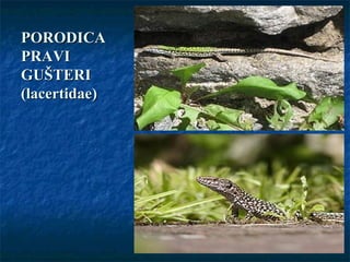PORODICAPORODICA
PRAVIPRAVI
GUŠTERIGUŠTERI
(lacertidae)(lacertidae)
 
