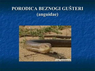 PORODICA BEZNOGI GUŠTERIPORODICA BEZNOGI GUŠTERI
(anguidae)(anguidae)
 