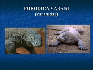 PORODICA VARANIPORODICA VARANI
(varanidae)(varanidae)
 